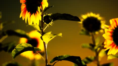 Große-Schöne-Sonnenblumen-Bei-Sonnenuntergang
