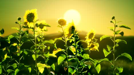 big-beautiful-sunflowers-at-sunset