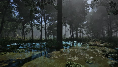 Lichtstrahlen-Fallen-Durch-Den-Nebel-Und-Die-Bäume-Im-Sumpf