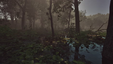 Mystic-foggy-swamp-with-trees
