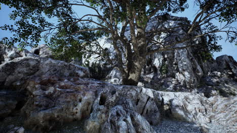 Gran-árbol-Que-Crece-En-Las-Rocas-En-La-Cima-De-La-Montaña
