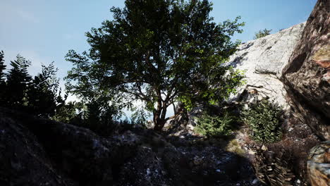 Großer-Baum,-Der-Auf-Felsen-Oben-Auf-Dem-Berg-Wächst