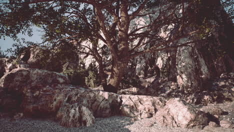 Gran-árbol-Con-Formaciones-Rocosas-En-La-Ladera-De-La-Montaña