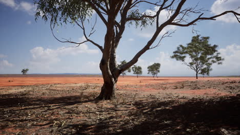 acacia-tree-in-the-open-savanna-plains-of-East-Africa-Botswana