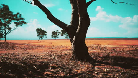 Akazienbäume-In-Der-Landschaft-Tansanias-Mit-Wolken-Am-Himmel