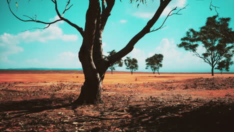 Akazienbaum-In-Den-Offenen-Savannenebenen-Ostafrikas,-Botswana