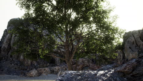 árbol-Exótico-En-Un-Acantilado-Cerca-Del-Océano