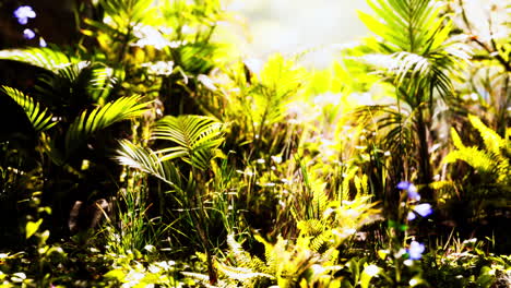 Nahaufnahme-Von-Dschungelgras-Und-Pflanzen