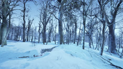 Forest-in-winter-time-at-sunset