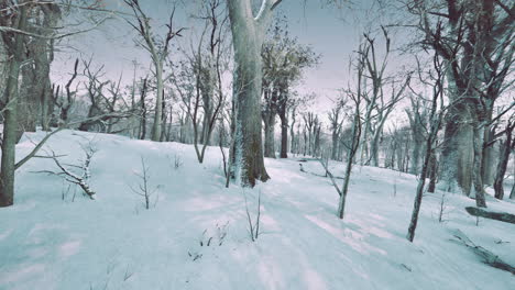 Bosque-En-Invierno-Al-Atardecer