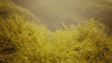 golden-rocks-and-grass-in-mountains