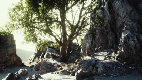 Grüner-Tropischer-Baum,-Der-Einsam-Auf-Einer-Griechischen-Steinklippe-Am-Meer-Wächst