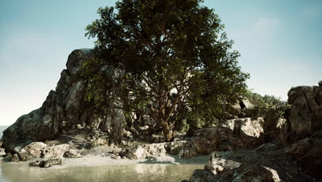 árbol-Tropical-Verde-Que-Crece-Solo-En-Un-Acantilado-De-Piedra-Griego-Junto-Al-Mar