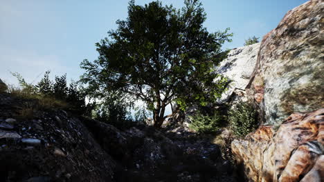 árbol-Solitario-En-La-Cima-De-Una-Montaña-Por-La-Noche