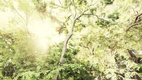 misty-rainforest-and-bright-sun-beams-through-trees-branches
