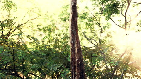 Selva-Tropical-Nublada-Y-Rayos-De-Sol-Brillantes-A-Través-De-Las-Ramas-De-Los-árboles