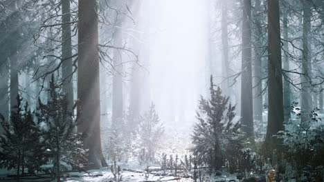 magic-and-foggy-morning-spruce-forest