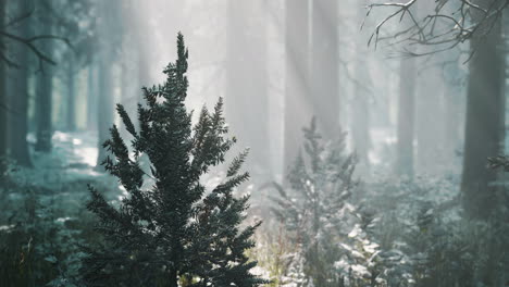 Impressive-view-of-fog-and-sunlight-after-frost-on-the-pine-forest