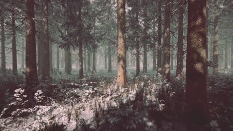 Magischer-Und-Nebliger-Morgenfichtenwald
