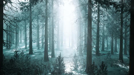 Beeindruckende-Aussicht-Auf-Nebel-Und-Sonnenlicht-Nach-Frost-Auf-Dem-Kiefernwald
