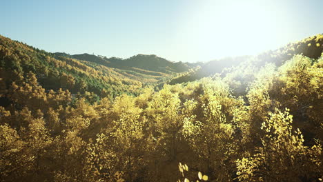 Magische-Gelbe-Bäume,-Die-In-Der-Sonne-Leuchten