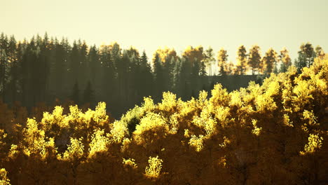 Magische-Gelbe-Bäume,-Die-In-Der-Sonne-Leuchten
