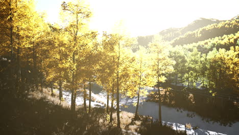 Magical-yellow-trees-glowing-in-the-sun