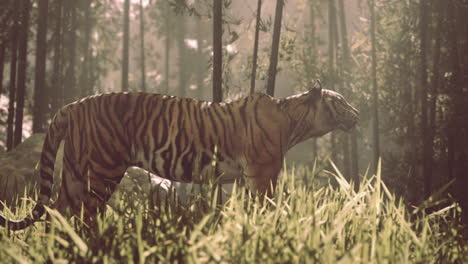 Porträt-Eines-Tigers,-Der-Im-Dschungel-Auf-Beutejagd-Geht