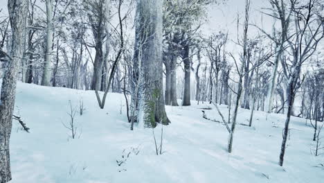 Pine-trees-covered-with-snow-on-frosty-evening