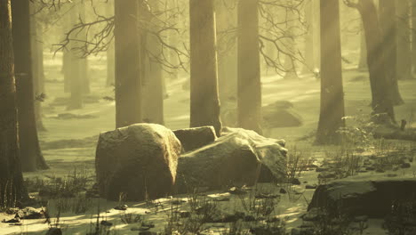 pine-forest-illuminated-by-the-morning-sun-on-a-foggy-early-spring-day