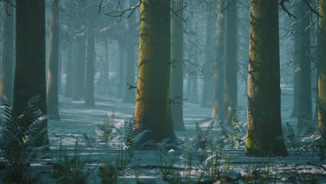 pine-forest-illuminated-by-the-morning-sun-on-a-foggy-early-spring-day