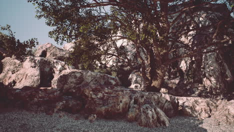 Einzelner-Baum-In-Den-Rocky-Mountains