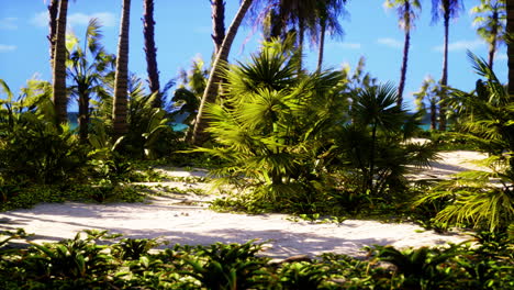 Tropischer-Strand-Mit-Kokospalme