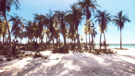 Playa-Tropical-Con-Palmera-De-Coco