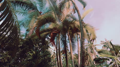 Tropische-Palmen-Und-Pflanzen-An-Sonnigen-Tagen