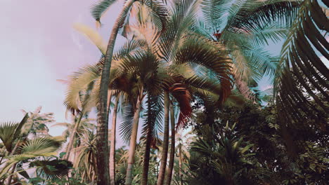 Palmeras-Y-Plantas-Tropicales-En-Un-Día-Soleado