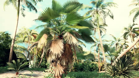 Tropische-Palmen-Und-Pflanzen-An-Sonnigen-Tagen