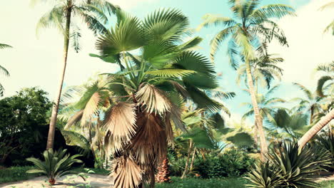 tropical-palms-and-plants-at-sunny-day
