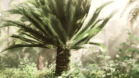 Tropenwald-Mit-Pflanzen-Und-Bäumen-Im-Sonnenlicht