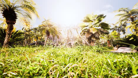 Tropenwald-Mit-Pflanzen-Und-Bäumen-Im-Sonnenlicht