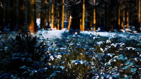 Bosque-De-Coníferas-Cubierto-De-Nieve-En-Un-Día-Soleado