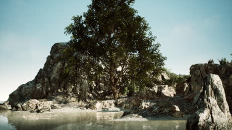 Vista-Del-árbol-Solitario-En-El-Acantilado-Rocoso