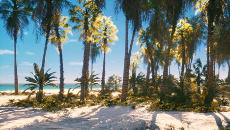 Vista-De-Una-Bonita-Playa-Tropical-Con-Palmeras-Alrededor