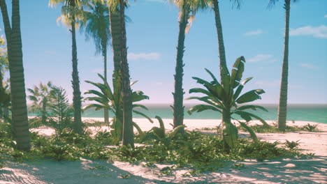 Vista-De-Una-Bonita-Playa-Tropical-Con-Palmeras-Alrededor