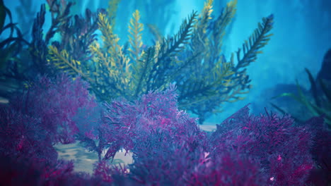 Unterwasserkorallenriff-Mit-Sonnenstrahlen