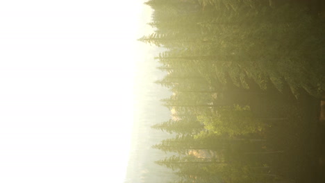 Vertikales-Format-Einer-Nebligen-Bergwaldlandschaft-Am-Morgen
