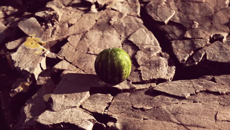 Wassermelonenfruchtbeere-Auf-Felsigen-Steinen