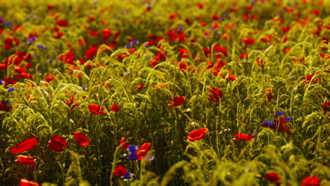 Wild-flower-garden-with-poppies-with-morning-sunlight