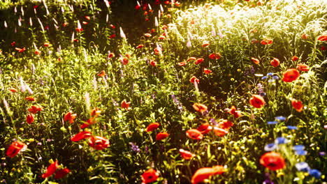Jardín-De-Flores-Silvestres-Con-Amapolas-Con-Luz-Solar-Matutina