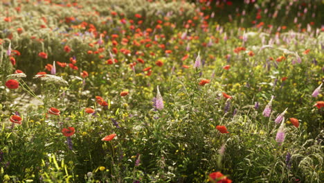 wild-flower-mix-with-poppies